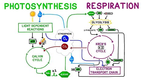 Photosynthesis And Cellular Respiration Game Quizizz