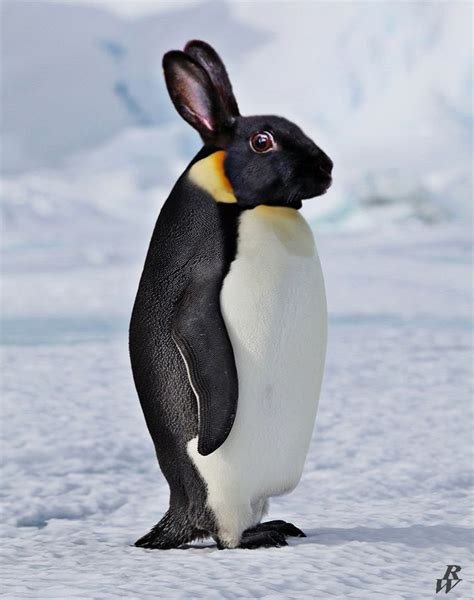 A penguin/rabbit mix as requested (OC) : HybridAnimals