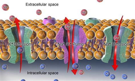 Resting potential - Wikipedia