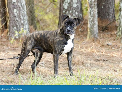 Brindle Boxer Pitbull Mixed Breed Dog Outside On Leash Stock Photo