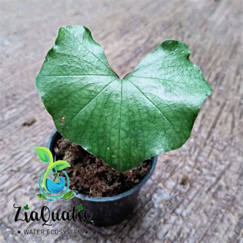 Jual Nervilia Punctata Green Jewel Orchid Paludarium Terrarium