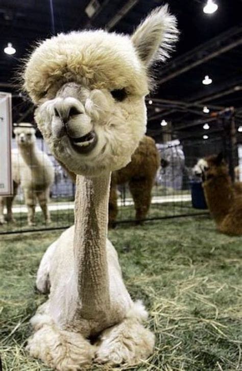 Funny lamas (10 photos) - Izismile.com