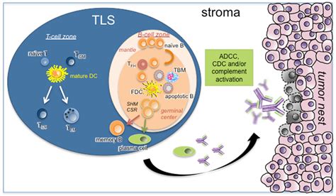 Frontiers Tertiary Lymphoid Structure Associated B Cells Are Key