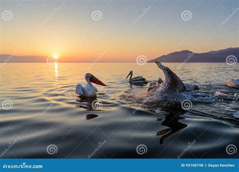 Dalmatian Pelican Pelecanus Crispus Stock Photo Image Of Kerkini