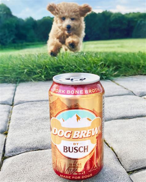 Pour A Cold One For Your Dog With Anheuser Buschs Latest Brew