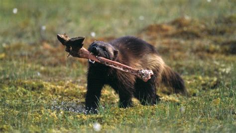 Wolverine's diet and hunting behaviour - Suurpedot.fi