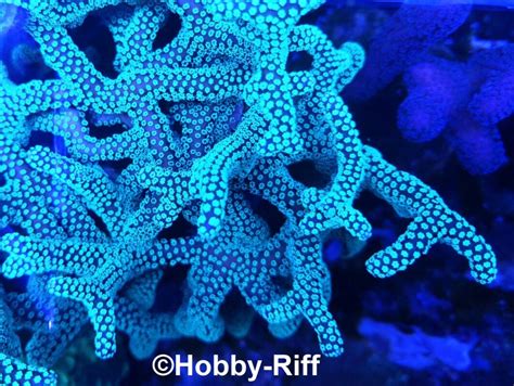 Montipora Rainbow - CommunityCorals