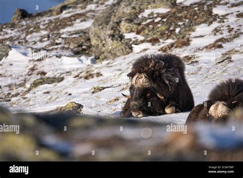 The Muskox With Scientific Name Ovibos Moschatus In Dovrefjell