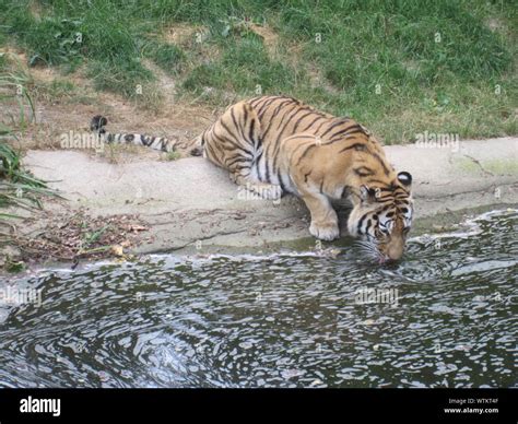 Tiger is drinking water from river water hi-res stock photography and ...