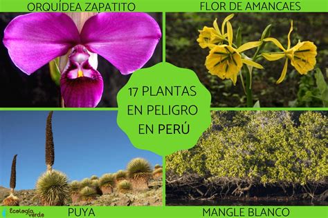 17 PLANTAS en PELIGRO de EXTINCIÓN en el PERÚ Nombres y fotos