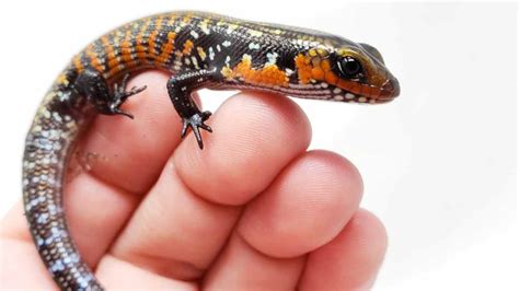 African Fire Skink Reptile Focus