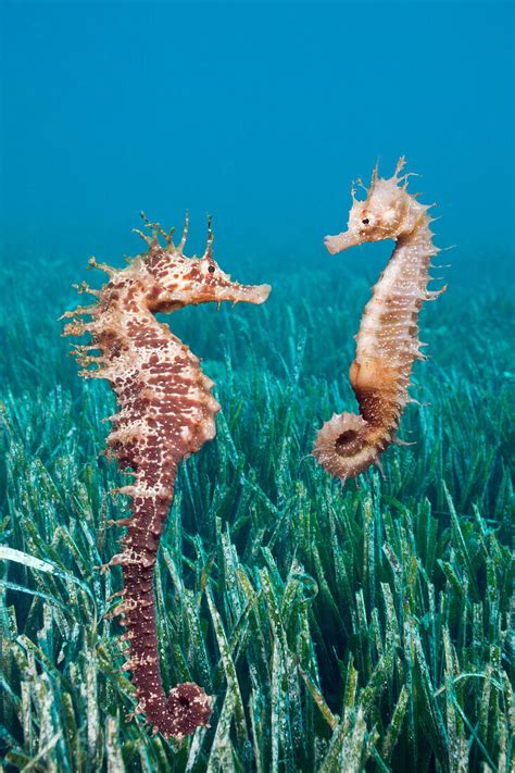 Mittelmeer Seepferdchen Hippocampus Bild Kaufen 70278741 Lookphotos