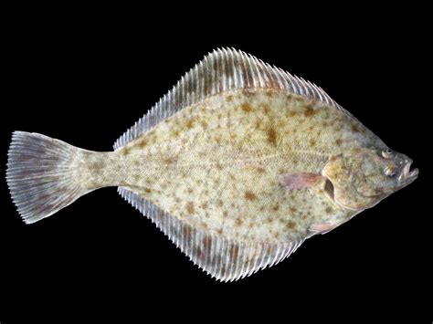 Flatfish Facts And Pacific And California Halibut Information Owlcation