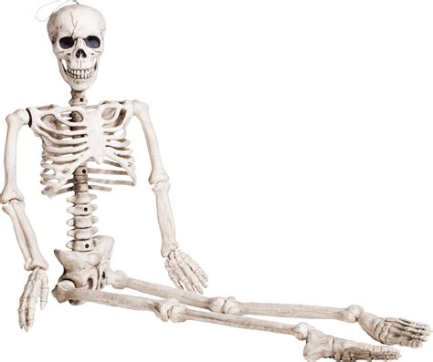 Dog Skeleton Png