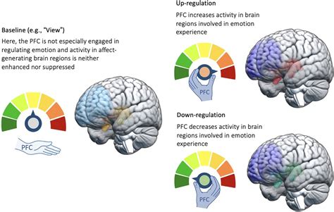 Brain regions найдено 87 изображений