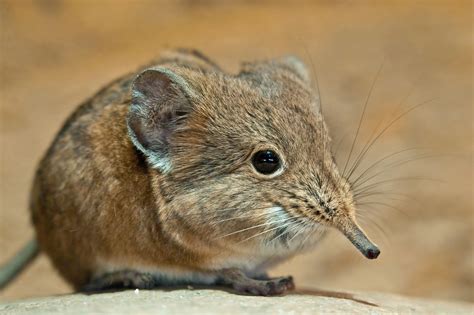 Smallest five animals in Africa - elephant shrew, Antlion, buffalo weaver....