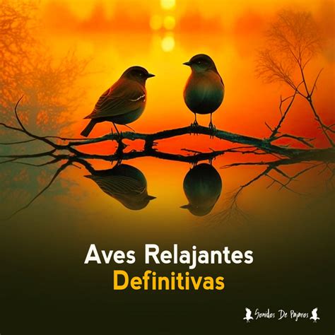 Aves Relajantes Definitivas Album By Sonidos De Pajaros Spotify