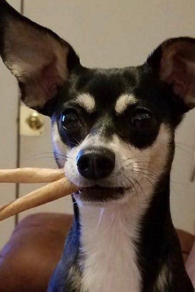 Jack Chi: Characteristics & Care | Wag! | Chi dog, Chihuahua mix, Dog breeds