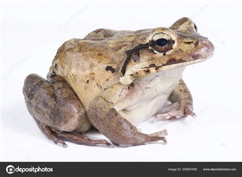 Mountain Chicken Leptodactylus Fallax Stock Photo by ©REPTILES4ALL 200607060