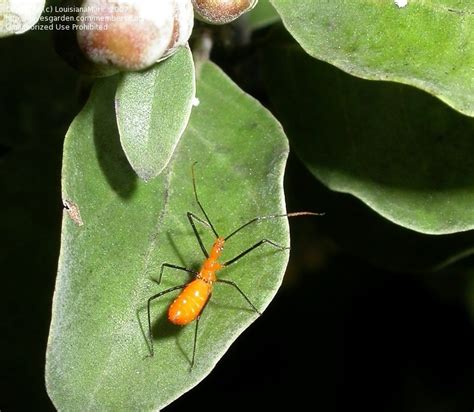 Bug Pictures Assassin Bug Zelus Longipes By Louisianamark