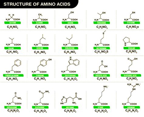 A Comprehensive Guide on Amino Acids - Testbook