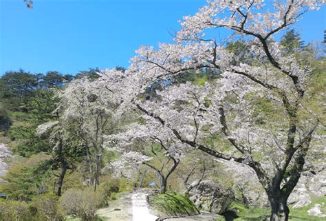 Cherry Blossoms and Akita Famous Spots Route (4D3N) | STAY AKITA ...