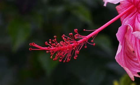 Flower, hibiscus, stigma, anther, flora - free image from needpix.com