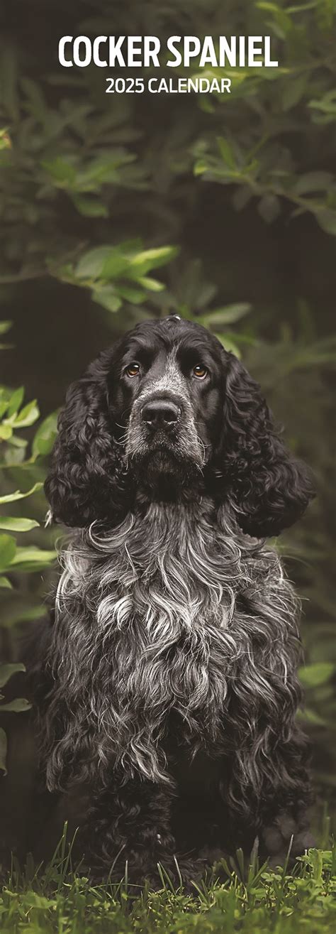 Engelse Cocker Spaniel Kalender Slimline Kopen Bestel Eenvoudig