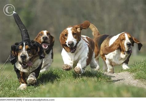 Basset Hounds Running Outdoors Iai012000938 Stock Photos Royalty