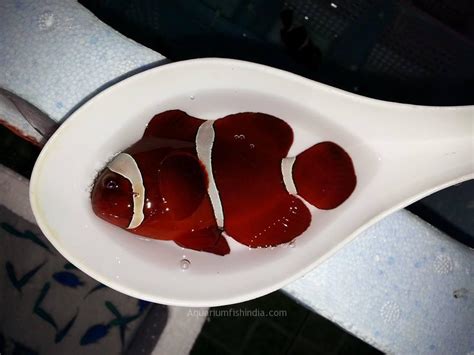 Maroon Clownfish Buy Online - Exotic Marine Aquarium Fish Buy Online India