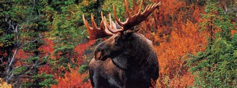 Maine Moose Safari - Happy Moose Sighting | Safari, Moose, Bull moose