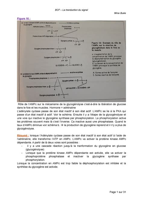 La Transduction Du Signal Suite Mme Bu E Figure R Le De Lampc