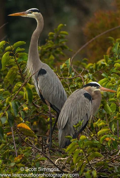 Great Blue Herons | Focusing on Wildlife