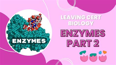 Leaving Cert Biology Enzymes Part 2 Grade Academy Youtube