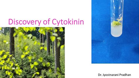 Discovery Of Cytokinin Youtube