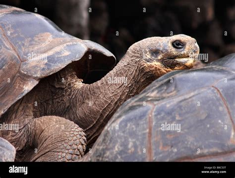 Galapagos giant tortoises, Geochelone spp, at the Charles Darwin Research Centre, Puerto Ayora ...