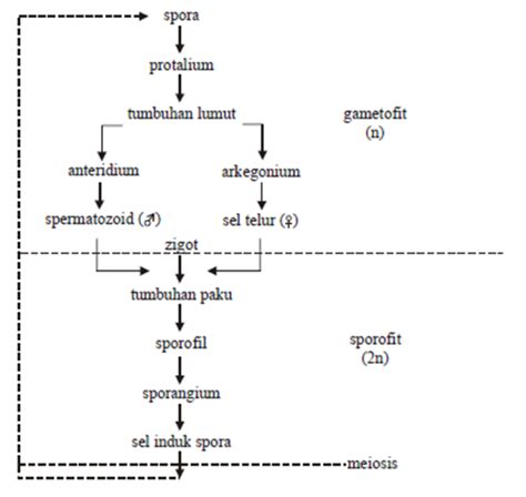 Reproduksi Tumbuhan Paku Metagenesis Penasains