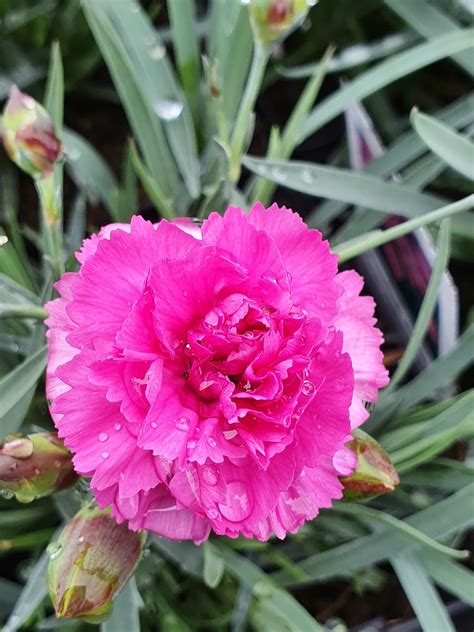 Dianthus Scent First Tickled Pink Proctors Nursery