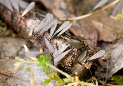 Termites Exposed Decoding The Signs Of Infestation Emtec Pest Control