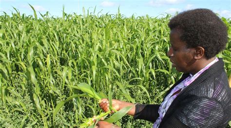 Sorghum Sudangrass As Rotation Crop Spud Smart