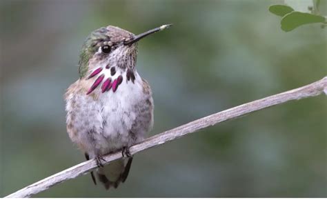 Calliope Hummingbird Guide Selasphorus Calliope Birding Insider