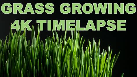 Grass Growing Time Lapse Wheat Grass Seeds Germinating 4k Youtube