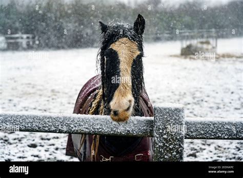 Gypsy cob horse hi-res stock photography and images - Alamy