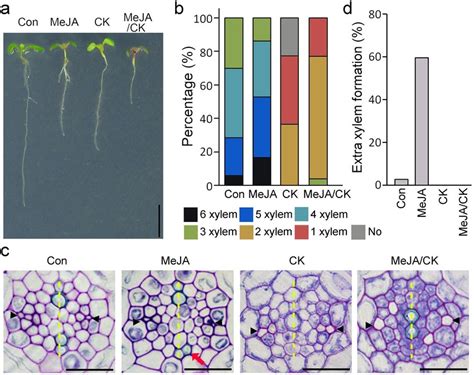 Antagonistic Interaction Between Ja And Cytokinin In Xylem Development