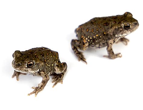 Colorado River Toad Incilius Alvarius Care Sheet