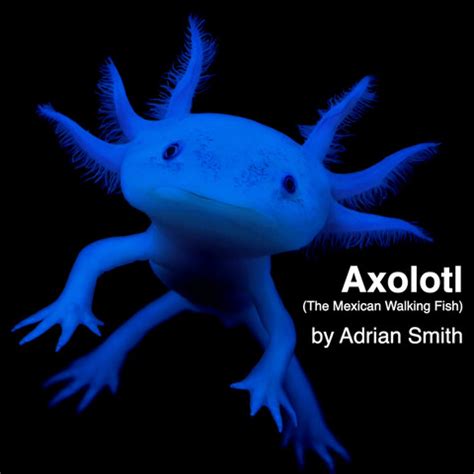 Axolotl (The Mexican Walking Fish) Song Download: Axolotl (The Mexican Walking Fish) MP3 Song ...