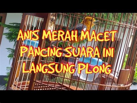 Anis Merah Ngeplong Pagi Hari Suara Pancingan Anis Merah Ngeplong