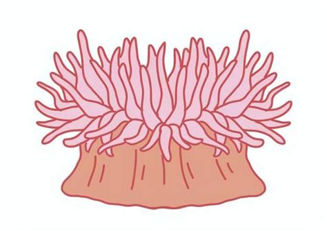 Free Sea Anemone Clipart Download Free Sea Anemone Clipart Png Images