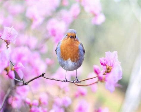 Birds That Could Bring You Good Or Bad Luck