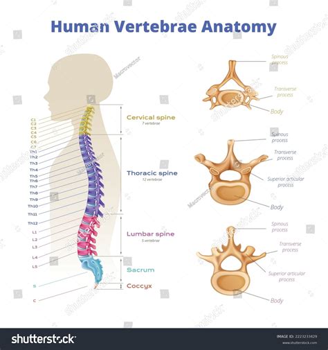 1,651 Spinal Cord Parts Images, Stock Photos & Vectors | Shutterstock